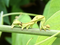 Ommatophora luminosa