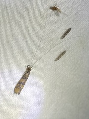 Mystacides interjectus