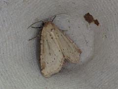 Photedes minima