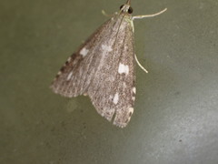Udea olivalis