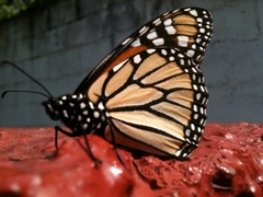 Danaus plexippus