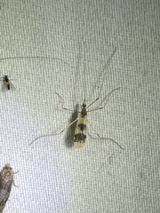 Erioptera venusta