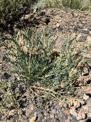 Astragalus oophorus