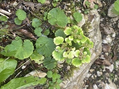 Chrysosplenium alternifolium