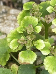 Chrysosplenium alternifolium