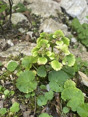 Chrysosplenium alternifolium