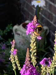 Bombus terrestris