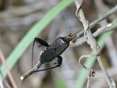 Notobitus sexguttatus