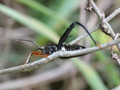 Notobitus sexguttatus