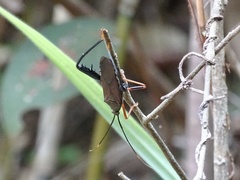 Notobitus sexguttatus