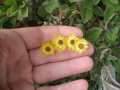 Helichrysum argyrophyllum