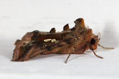 Autographa bimaculata