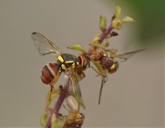 Bactrocera dorsalis