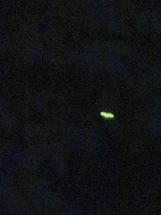 Lamprohiza splendidula