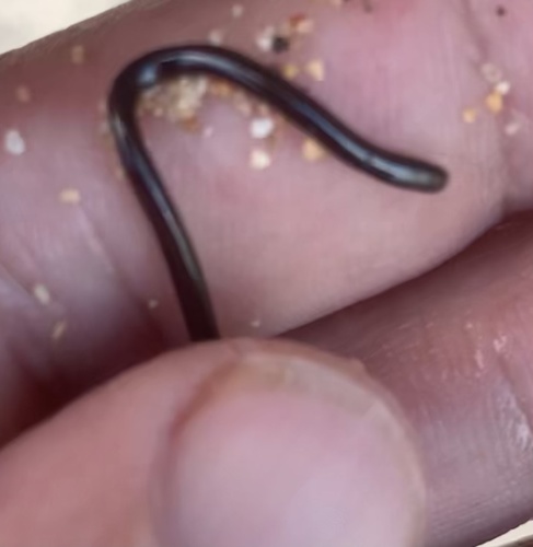 Brahminy Blindsnake photographed in Hawaii