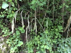 Bromus benekenii