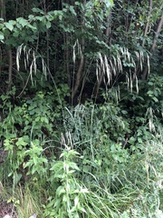 Bromus benekenii