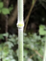 Bromus benekenii
