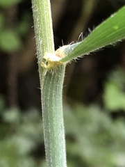 Bromus benekenii