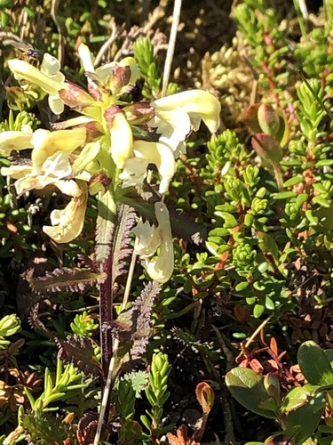 Lapland lousewort (Pedicularis lapponica)