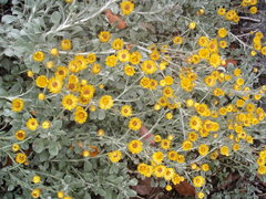 Helichrysum argyrophyllum