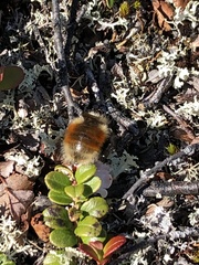 Bombus lapponicus