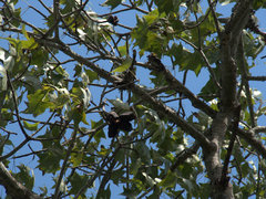 Brachychiton australis