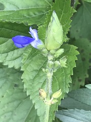 Salvia laevis
