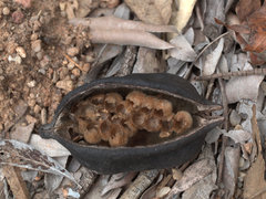 Brachychiton australis