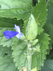 Salvia laevis