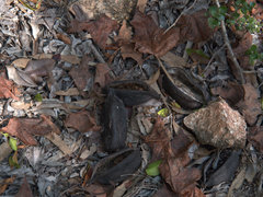 Brachychiton australis