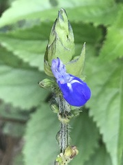 Salvia laevis