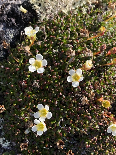 Pincushion plant (Diapensia lapponica)