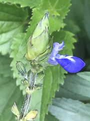 Salvia laevis