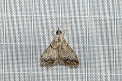 Odontiinae