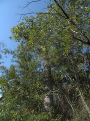 Brachychiton australis