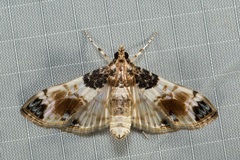 Analyta calligrammalis