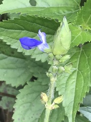 Salvia laevis