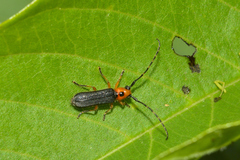 Phaea juanitae