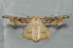 Coenina poecilaria