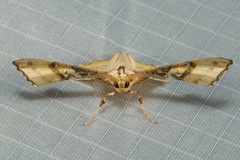 Coenina poecilaria