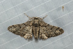 Omphalucha albosignata