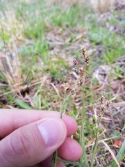 Luzula bulbosa
