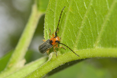 Phaea juanitae