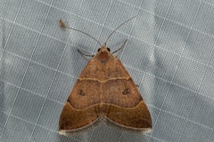 Plecopterodes moderata