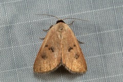 Plecoptera sarcistis