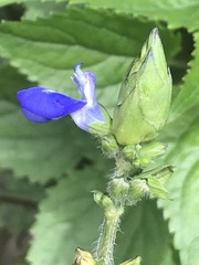 Salvia laevis