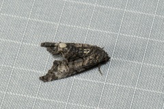 Marathyssa albidisca