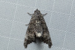 Marathyssa albidisca