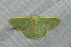 Celidomphax rubrimaculata